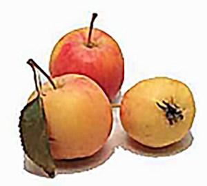 Transcendent Crabapple